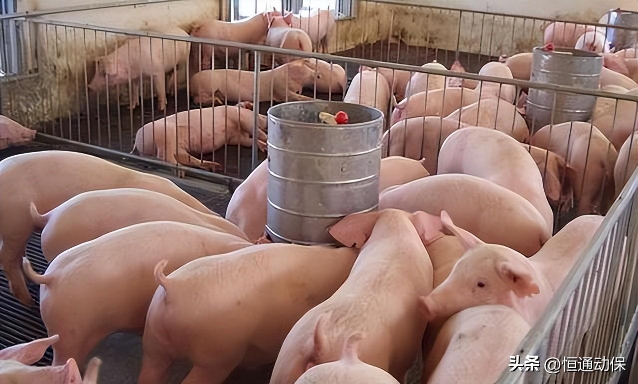 母豬空懷期的飼養(yǎng)管理要點有哪些你都知道嗎?
